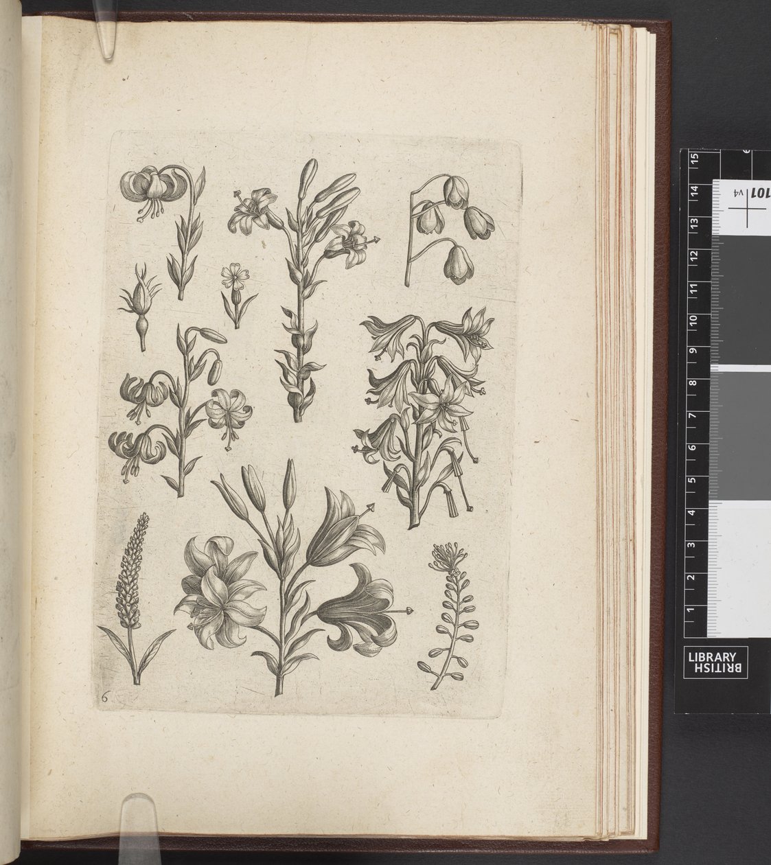 Illustration af planter, 