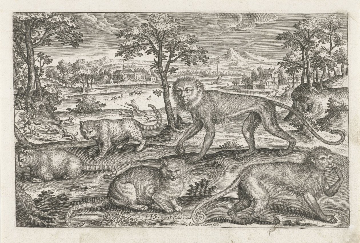 Aber og katte Firebenede dyr (serietitel) Animalivm Qvaddrvpedvm (serietitel) af Adriaen Collaert