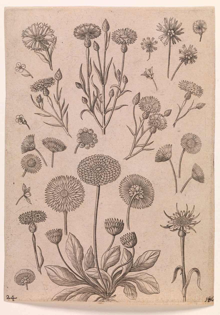 Kornblomster af Adriaen Collaert