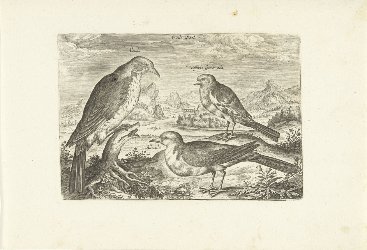 Tre fugle i et landskab Avium Vivae (serietitel) Fugle (serietitel) af Adriaen Collaert