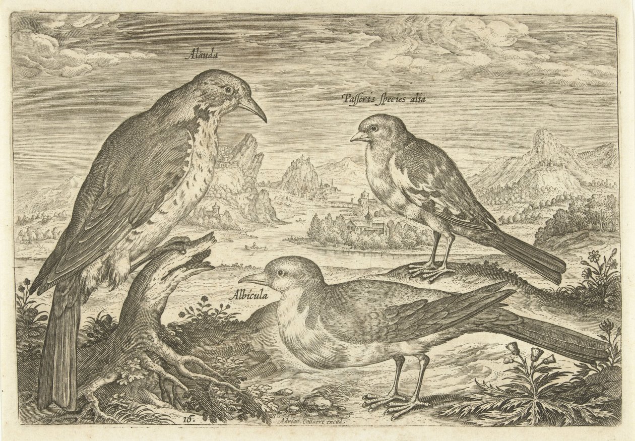 Tre fugle i et landskab Avium Vivae (serietitel) Fugle (serietitel) af Adriaen Collaert