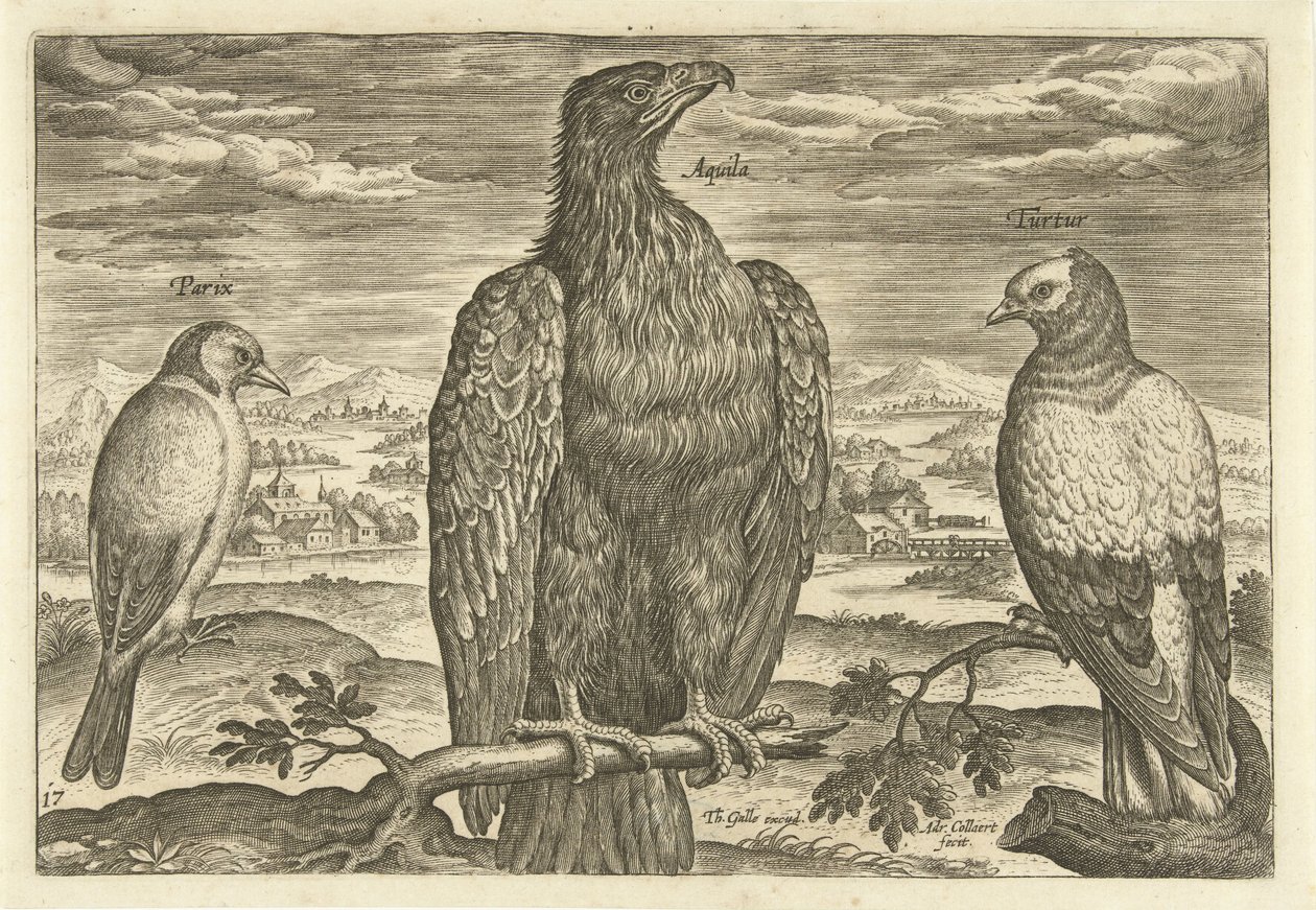 Tre fugle i et landskab Avium Vivae (serietitel) Fugle (serietitel) af Adriaen Collaert