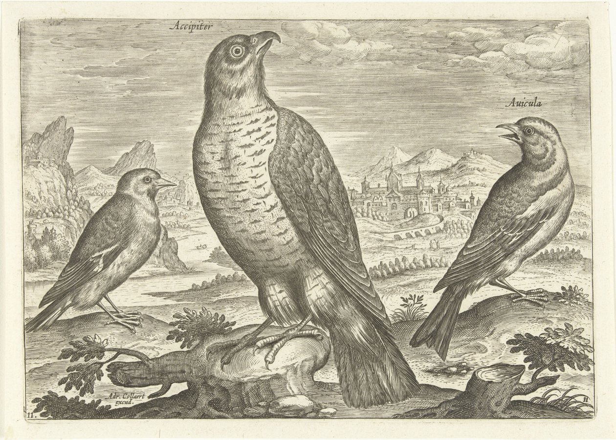 Tre fugle i et landskab Fugle (serietitel) Avium vivae (serietitel) af Adriaen Collaert