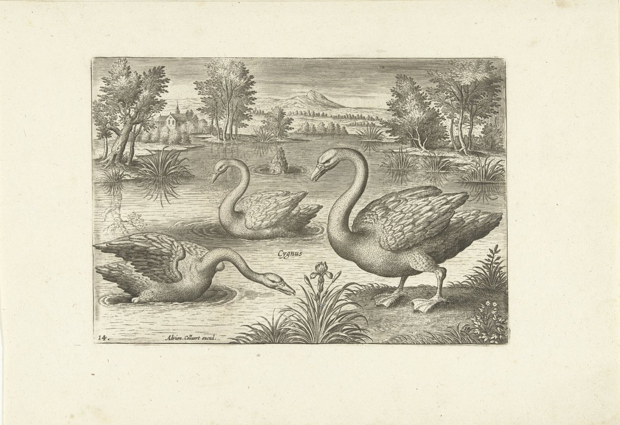Tre svaner i en dam Fugle (serietitel) Avium vivae (serietitel) af Adriaen Collaert