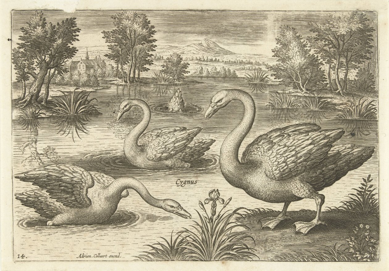Tre svaner i en dam Fugle (serietitel) Avium vivae (serietitel) af Adriaen Collaert