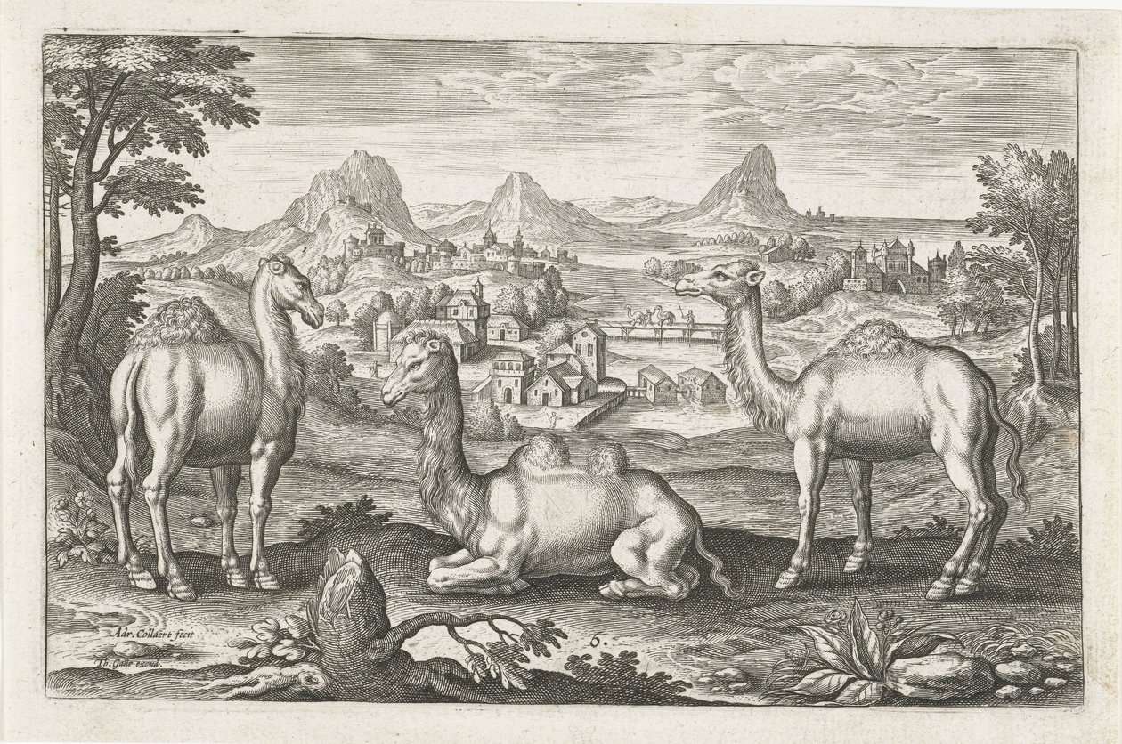 Dromedarer og en kamel Firebenede dyr (serietitel) Animalivm Qvaddrvpedvm (serietitel) af Adriaen Collaert