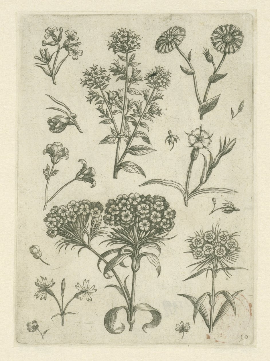 Søde William og andre blomster Florilegium (serietitel) af Adriaen Collaert