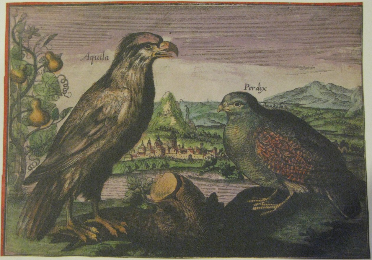 Ørn og agerhøne, Iconotheca Valvasoriana af Adriaen Collaert