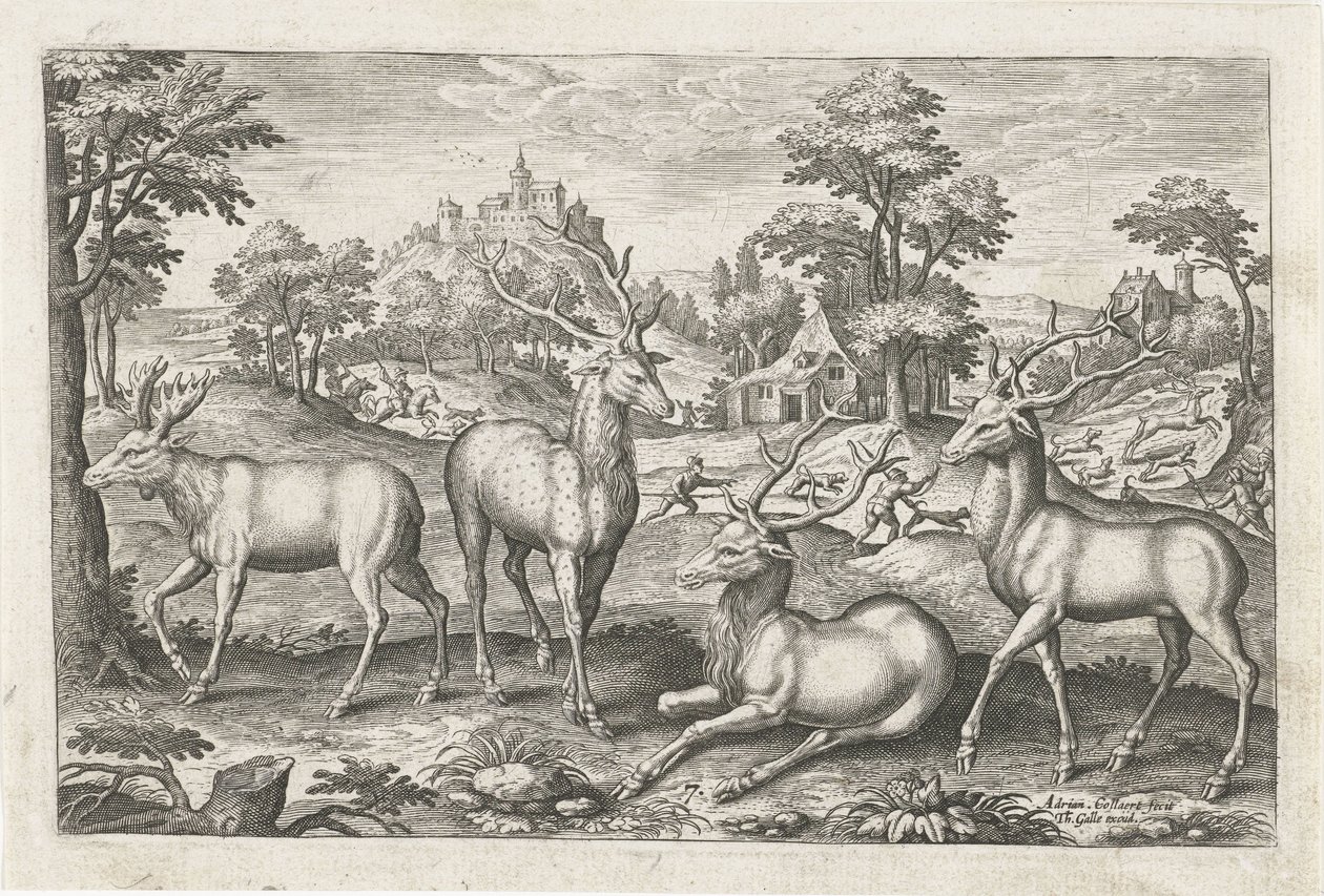 hjort Firebenede dyr (serietitel) Animalivm Qvaddrvpedvm (serietitel) af Adriaen Collaert