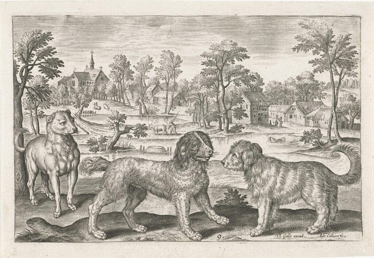 hunde Firebenede dyr (serietitel) Animalivm Qvaddrvpedvm (serietitel) af Adriaen Collaert
