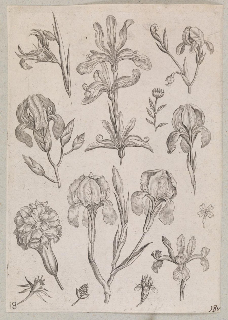 Iriser af Adriaen Collaert