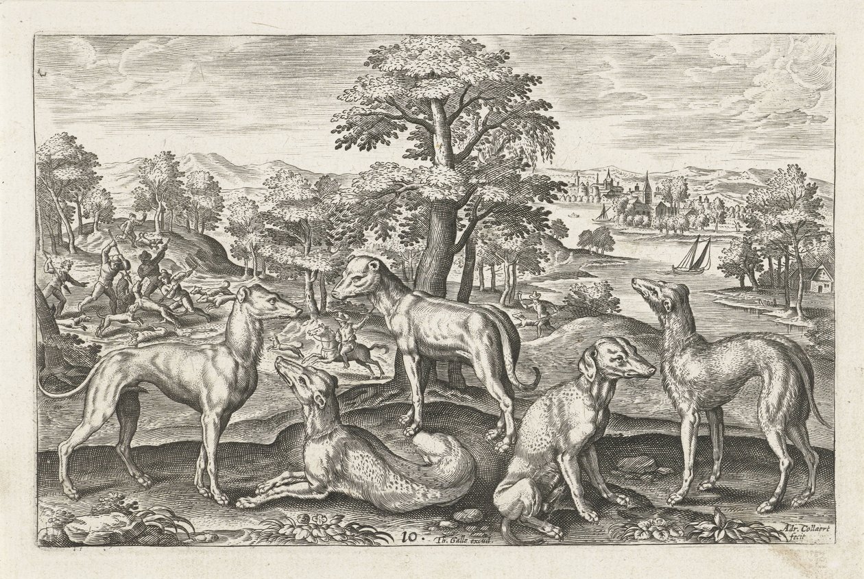 jagthunde Firebenede dyr (serietitel) Animalivm Qvaddrvpedvm (serietitel) af Adriaen Collaert