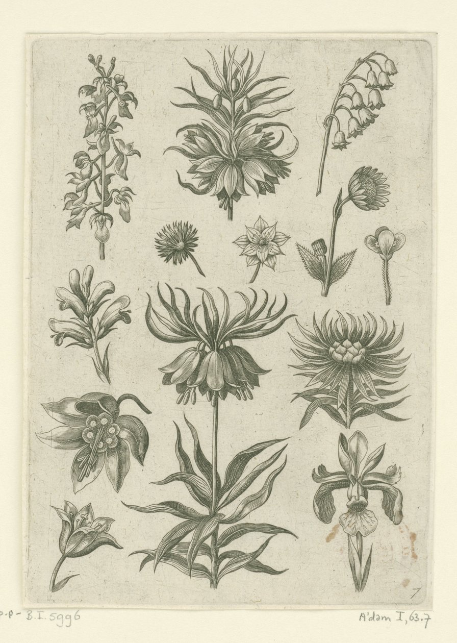 Kejserkrone, orkidé og liljekonvaller Florilegium (serietitel) af Adriaen Collaert