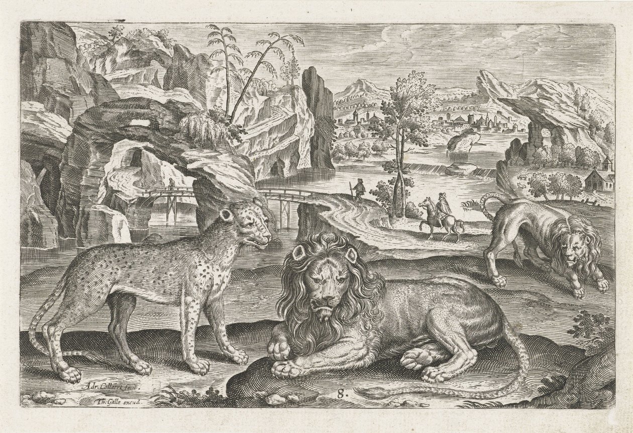 Løver og Leopard Firebenede dyr (serietitel) Animalivm Qvaddrvpedvm (serietitel) af Adriaen Collaert