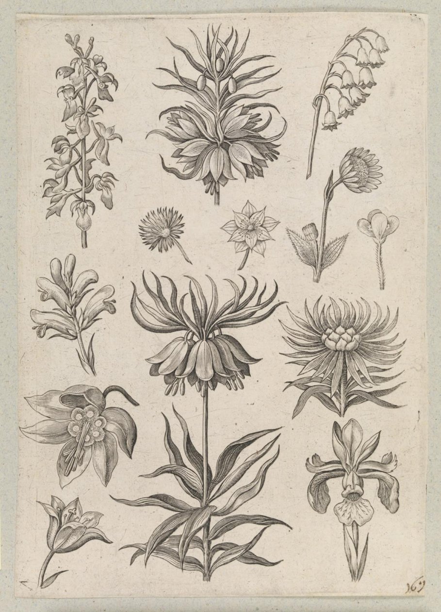 dalens lilje af Adriaen Collaert