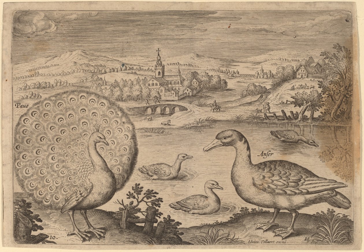 Påfugl og gås af Adriaen Collaert