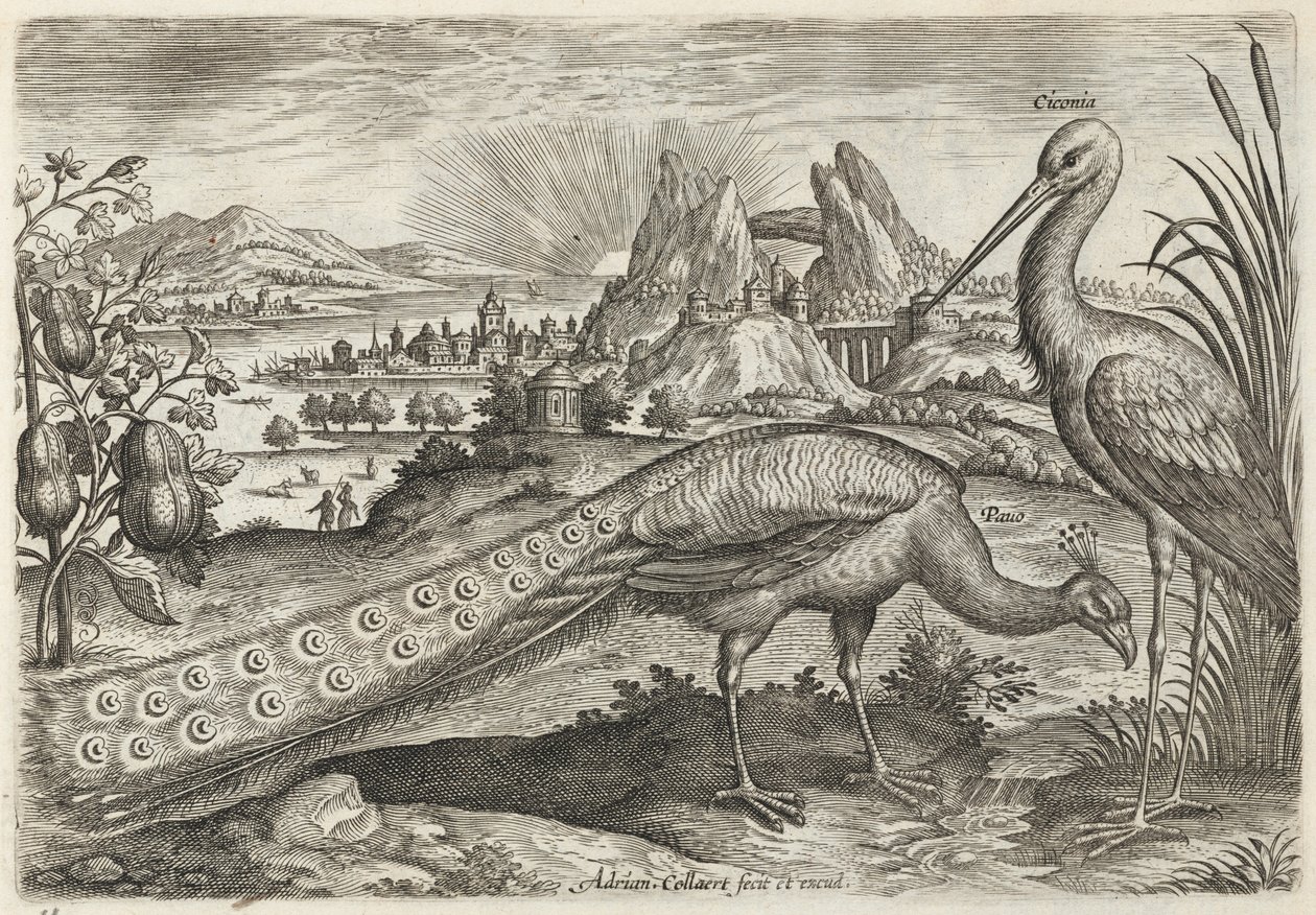 Påfugl og stork af Adriaen Collaert