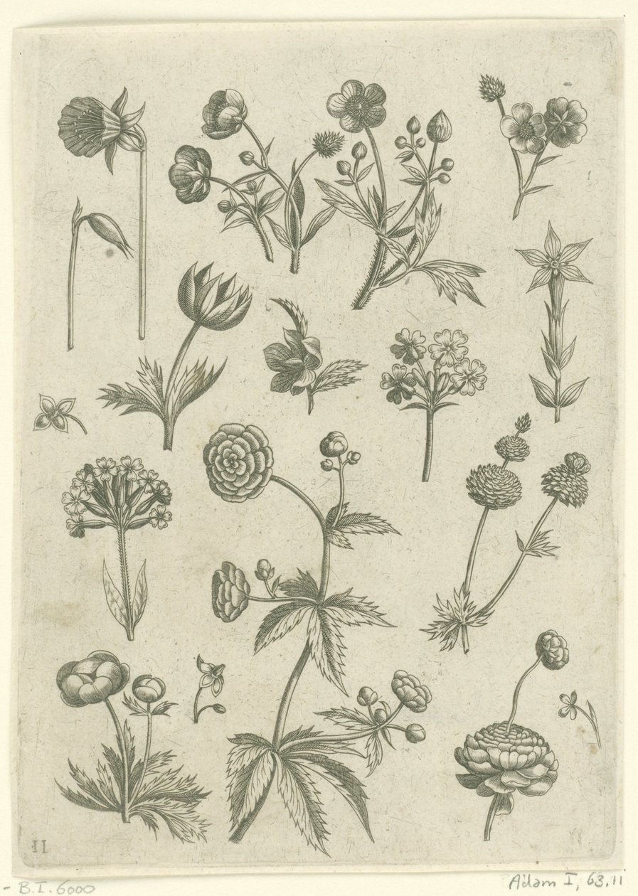 Ranonkels, primula en boterbloemen Florilegium (serietitel) af Adriaen Collaert