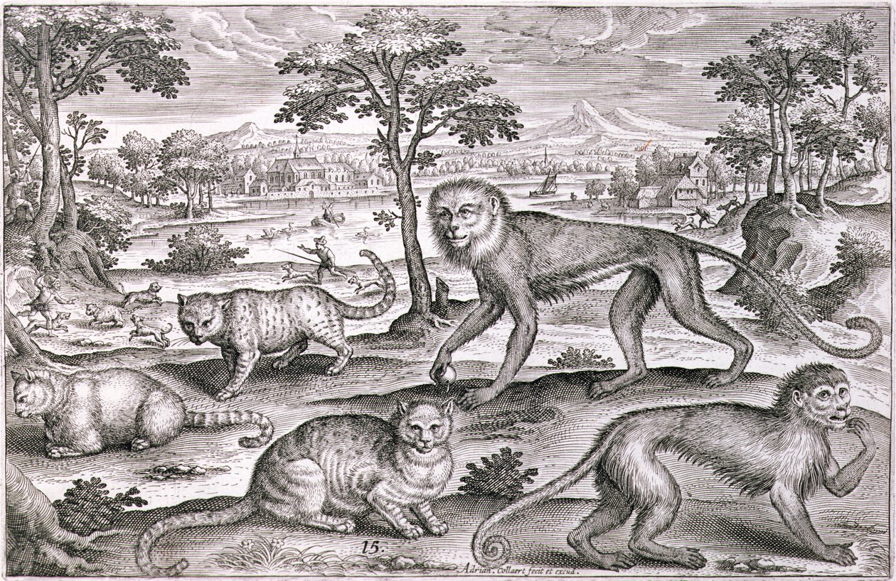 Tre katte og to aber (gravering) af Adriaen Collaert