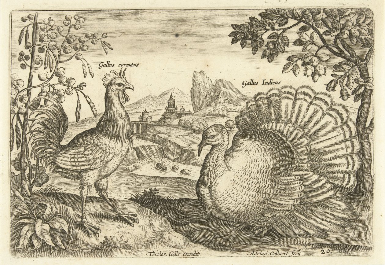 To høns i et landskab Avium Vivae (serietitel) Fugle (serietitel) af Adriaen Collaert