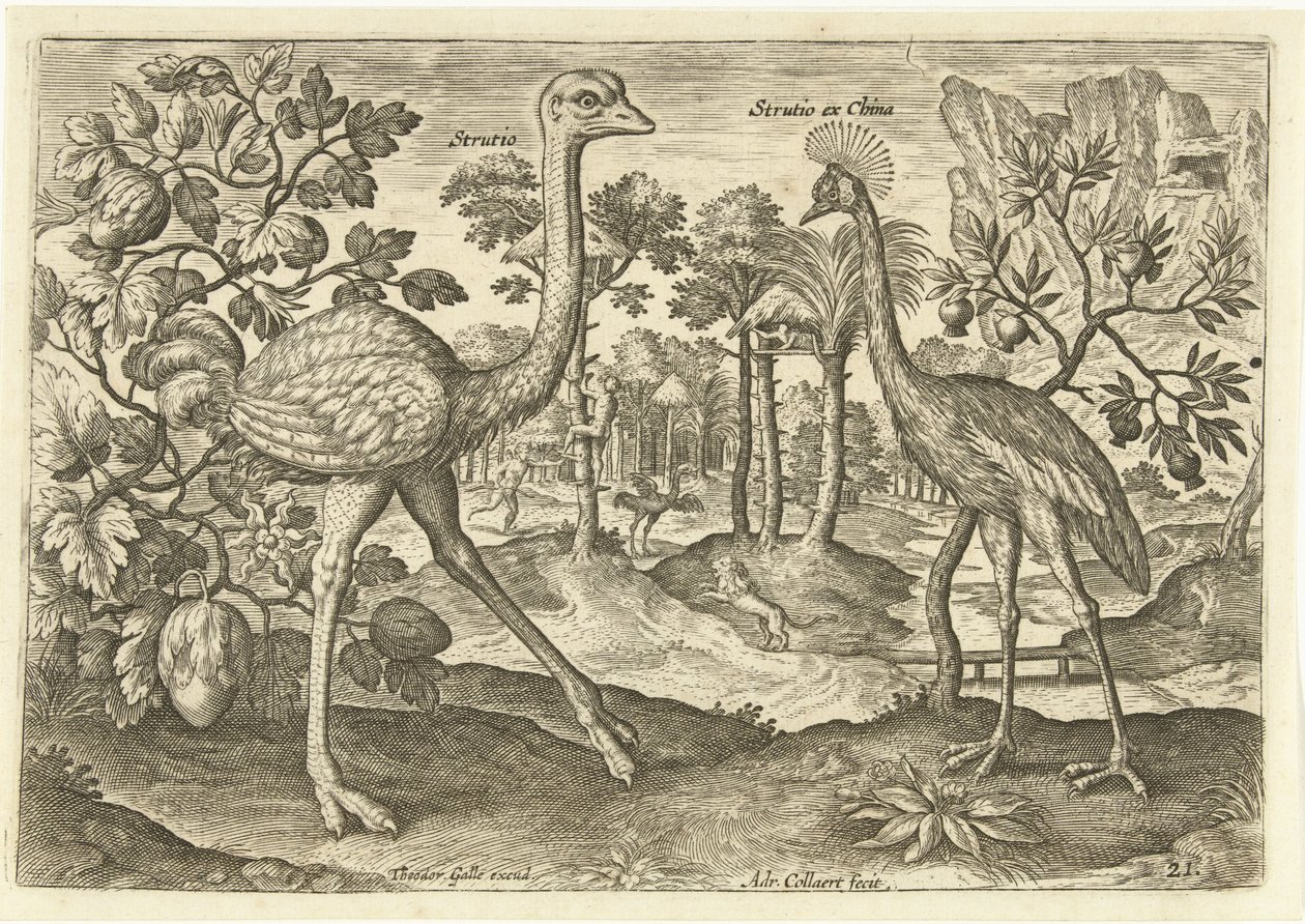 To flyveløse fugle i et landskab Avium Vivae (serietitel) Fugle (serietitel) af Adriaen Collaert