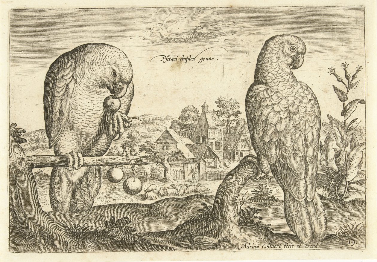 To papegøjer i et landskab Avium Vivae (serietitel) Fugle (serietitel) af Adriaen Collaert