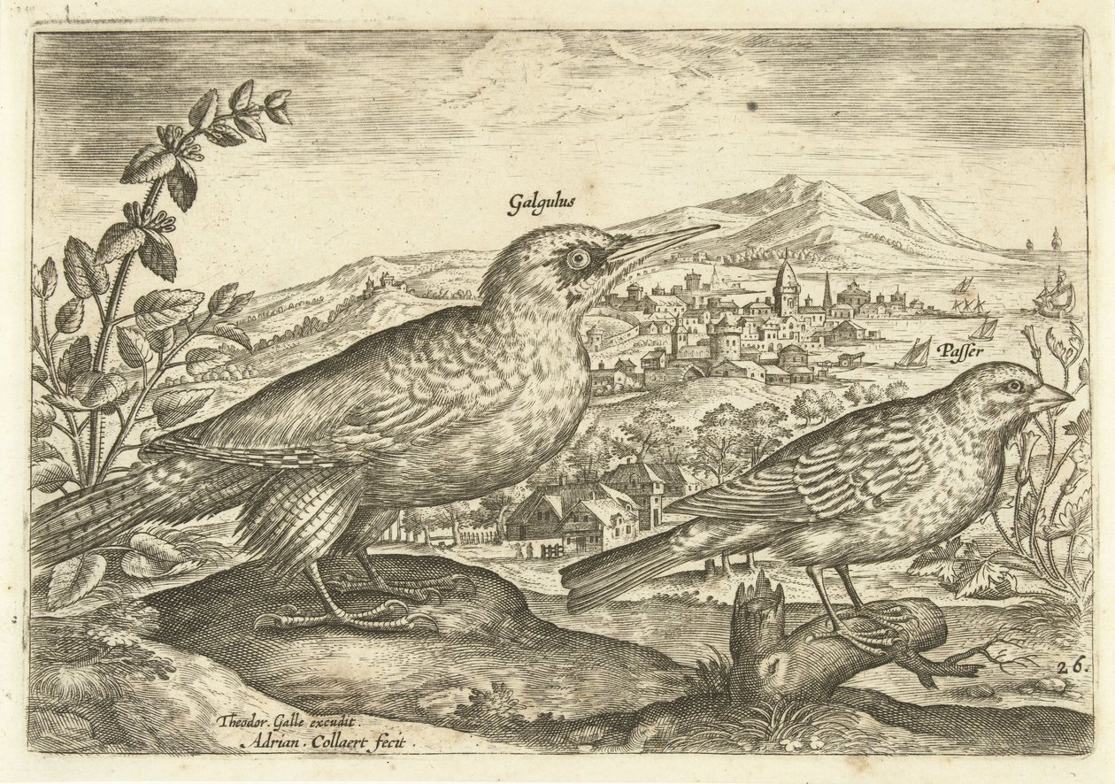 To fugle i et landskab Avium Vivae (serietitel) Fugle (serietitel) af Adriaen Collaert