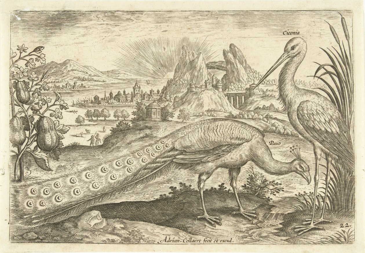 To fugle i et landskab Avium Vivae (serietitel) Fugle (serietitel) af Adriaen Collaert
