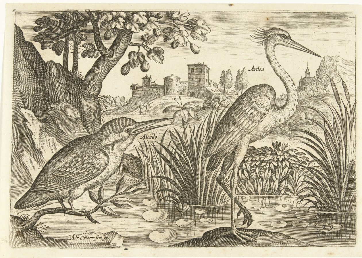 To fugle i et landskab Fugle (serietitel) Avium Vivae (serietitel) af Adriaen Collaert