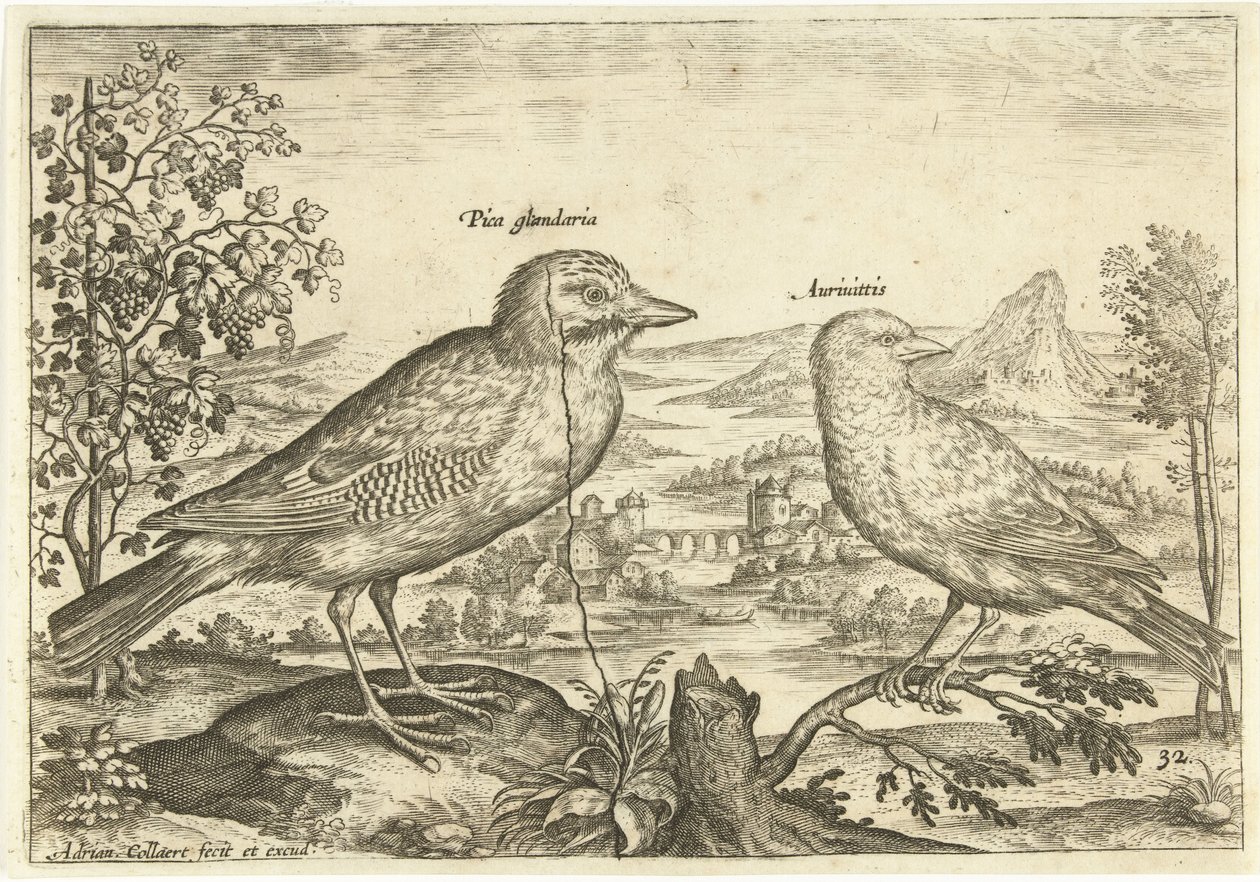 To fugle i et landskab Fugle (serietitel) Avium Vivae (serietitel) af Adriaen Collaert