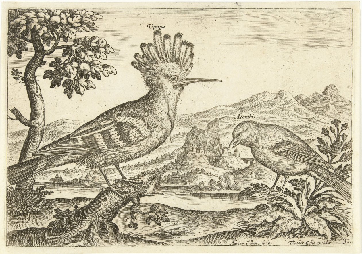 To fugle i et landskab Fugle (serietitel) Avium Vivae (serietitel) af Adriaen Collaert
