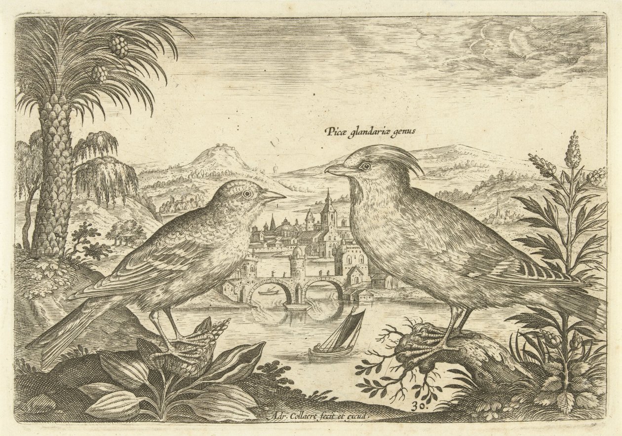 To fugle i et landskab Fugle (serietitel) Avium Vivae (serietitel) af Adriaen Collaert
