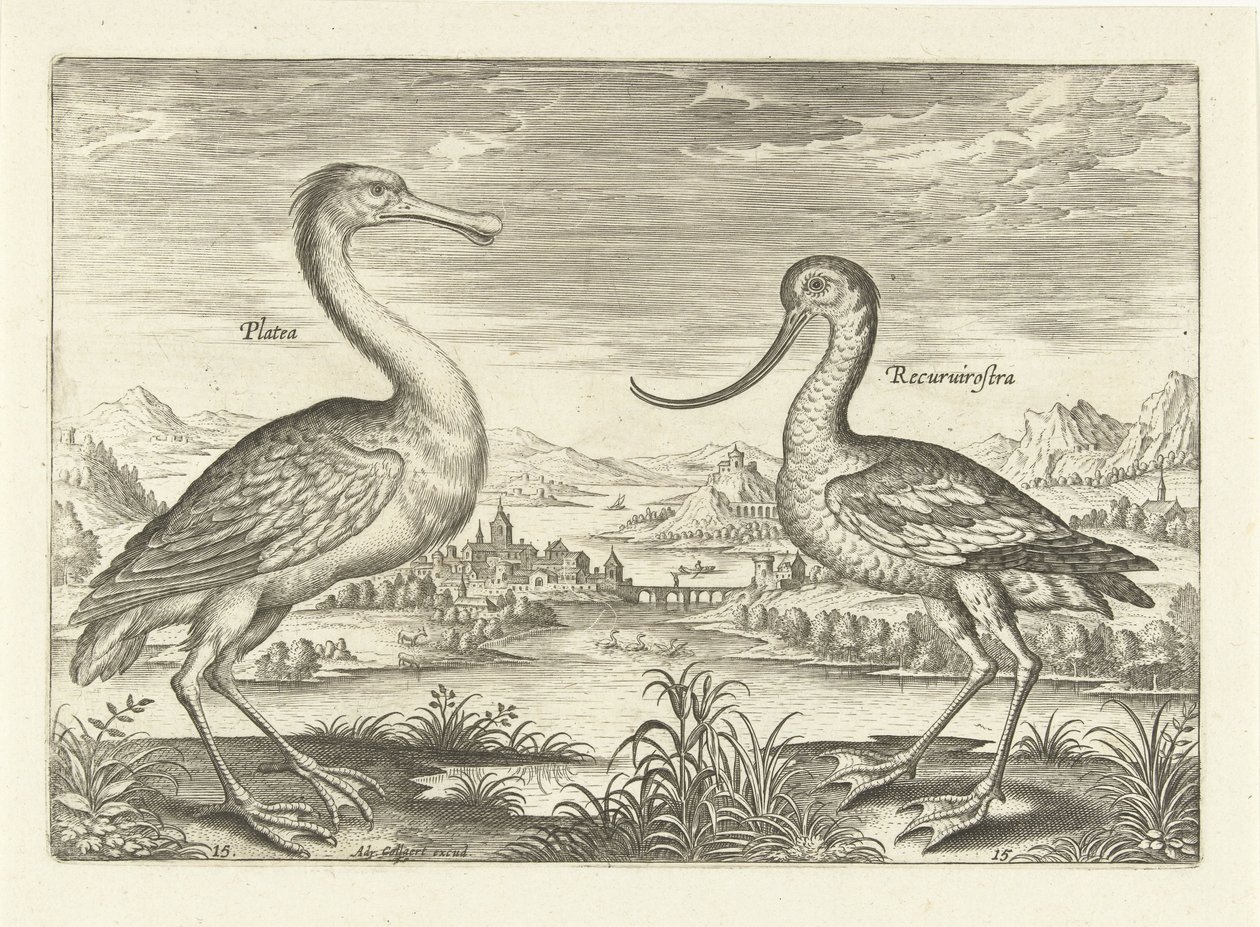To vadefugle i et flodlandskab Fugle (serietitel) Avivm Vivae (serietitel) af Adriaen Collaert
