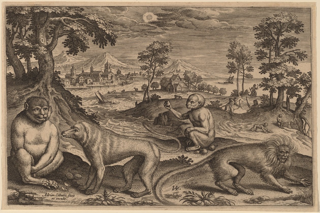To aber og to aber af Adriaen Collaert