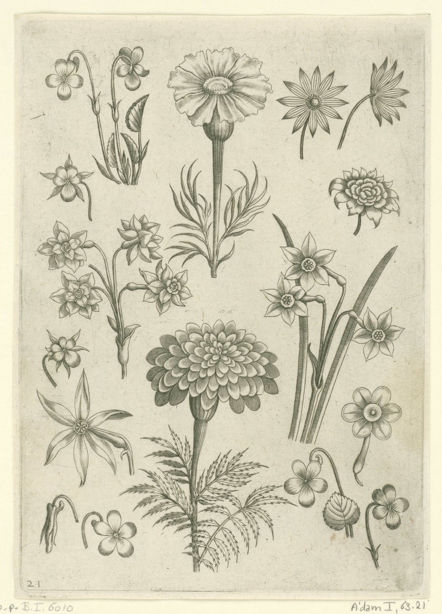 Forskellige blomster, violer og påskeliljer Florilegium (serietitel) af Adriaen Collaert