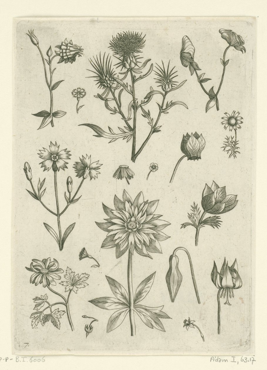 Forskellige blomster, herunder akeleje og cyclamen Florilegium (serietitel) af Adriaen Collaert
