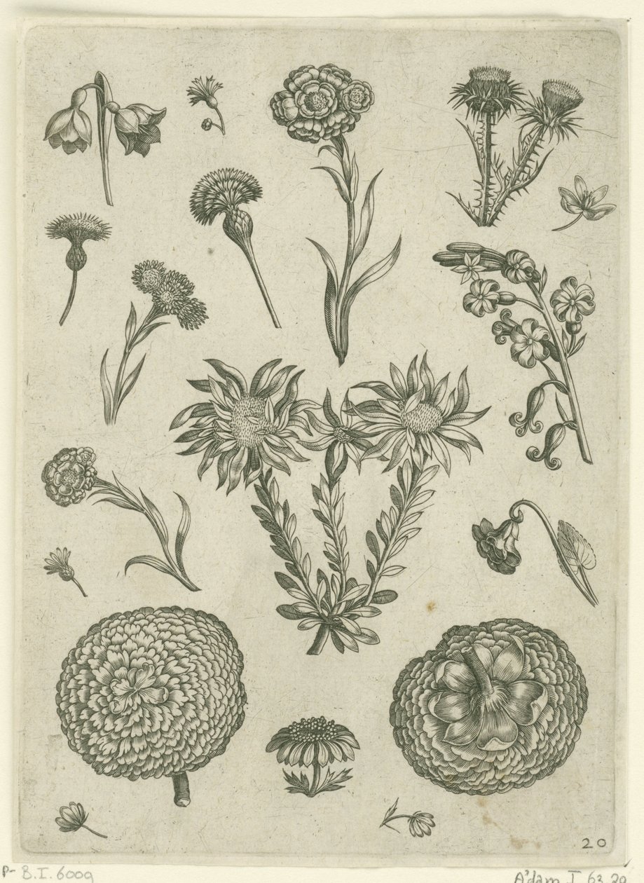 Forskellige blomster, herunder krysantemum og tidsel Florilegium (serietitel) af Adriaen Collaert
