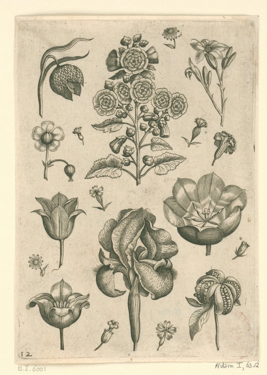 Forskellige blomster, herunder iris og viol Florilegium (serietitel) af Adriaen Collaert