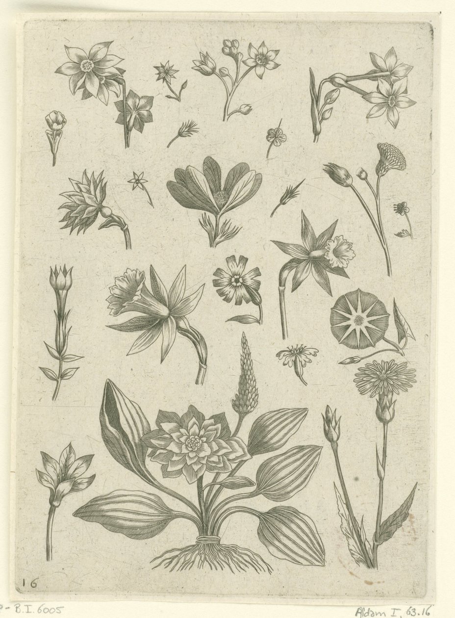 Forskellige blomster, herunder trompetpåskeliljer Florilegium (serietitel) af Adriaen Collaert
