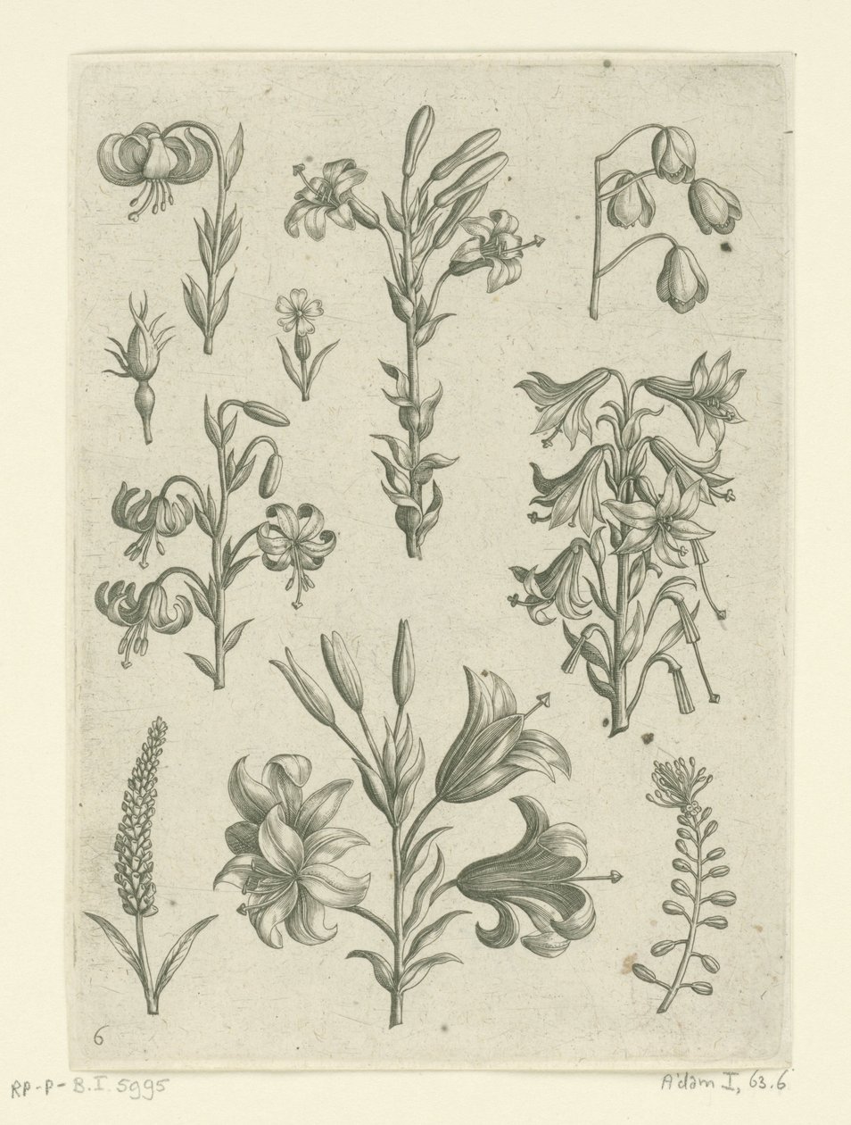 Fire store liljer og nogle mindre blomster Florilegium (serietitel) af Adriaen Collaert