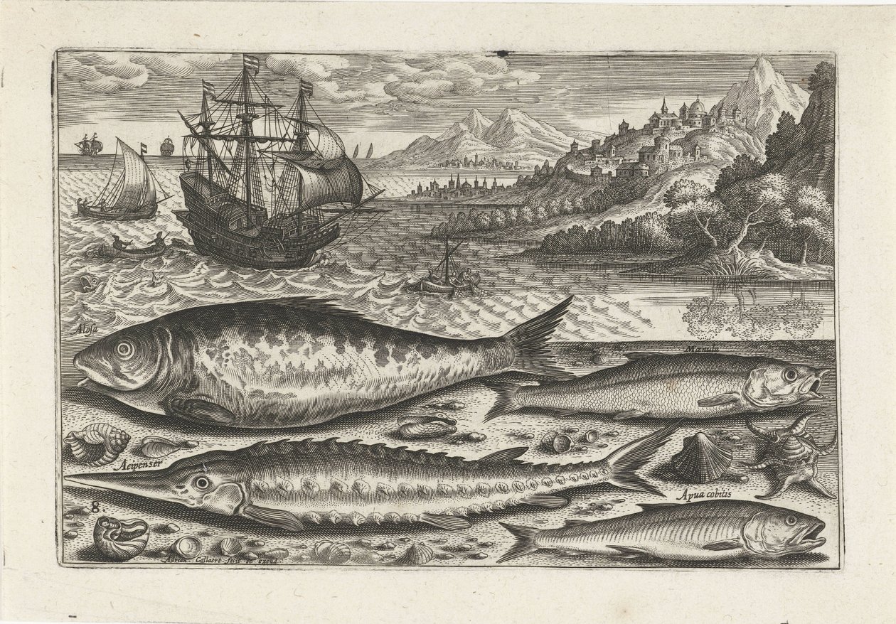 Fire fisk på stranden Fiskeri (serietitel) Piscium vivae-ikoner (serietitel) af Adriaen Collaert