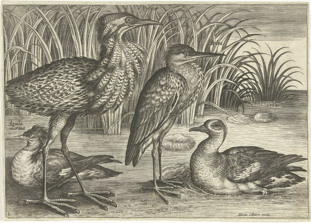 Fire vadefugle langs en flodbred Fugle (serietitel) Avivm vivae (serietitel) af Adriaen Collaert