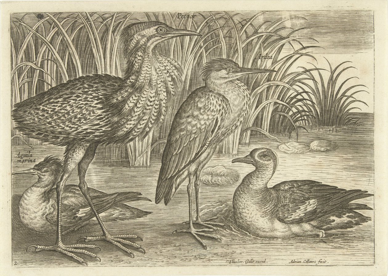 Fire vadefugle langs en flodbred Fugle (serietitel) Avivm vivae (serietitel) af Adriaen Collaert