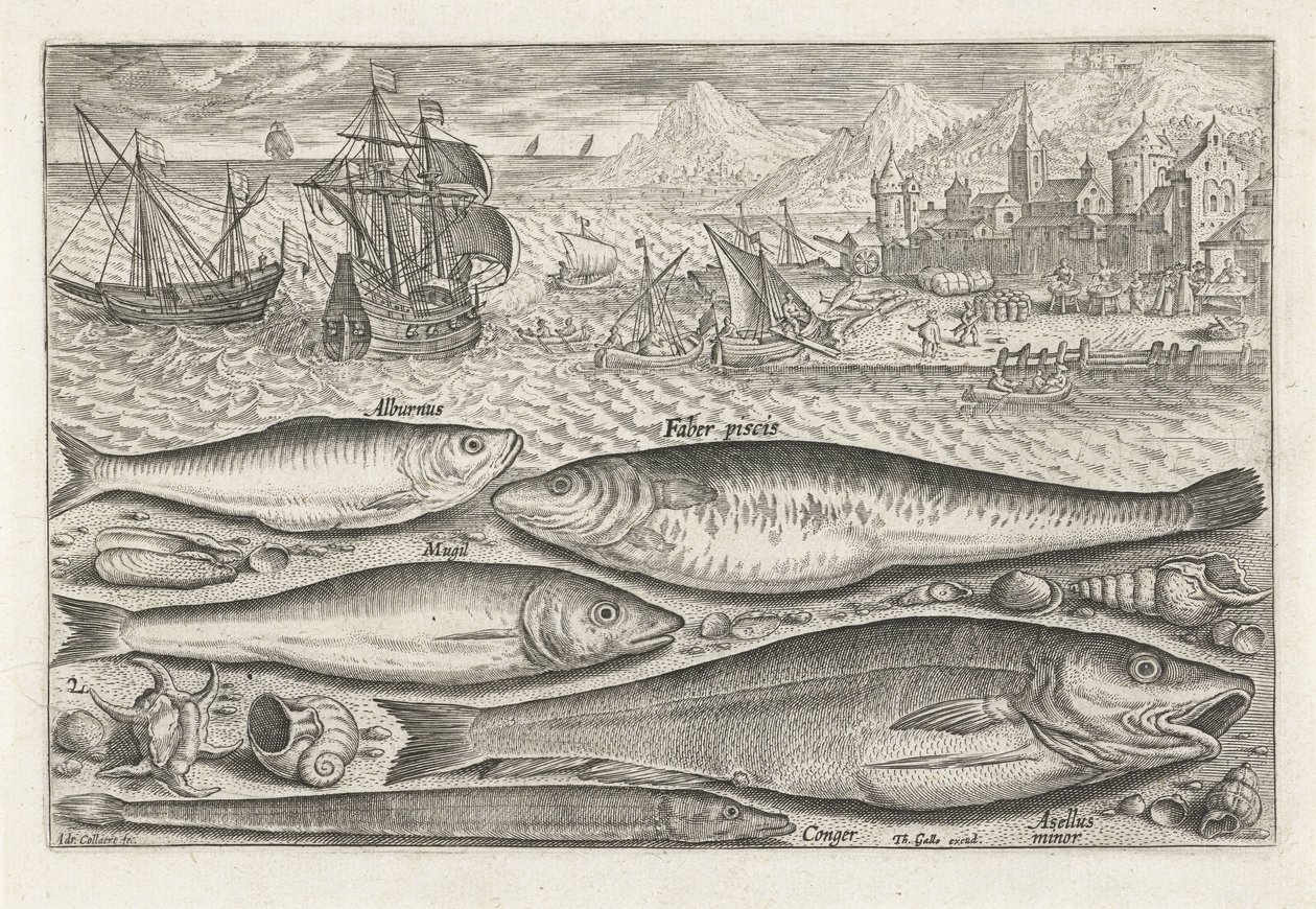 Fem fisk på stranden Fiskeri (serietitel) Piscium vivae-ikoner (serietitel) af Adriaen Collaert