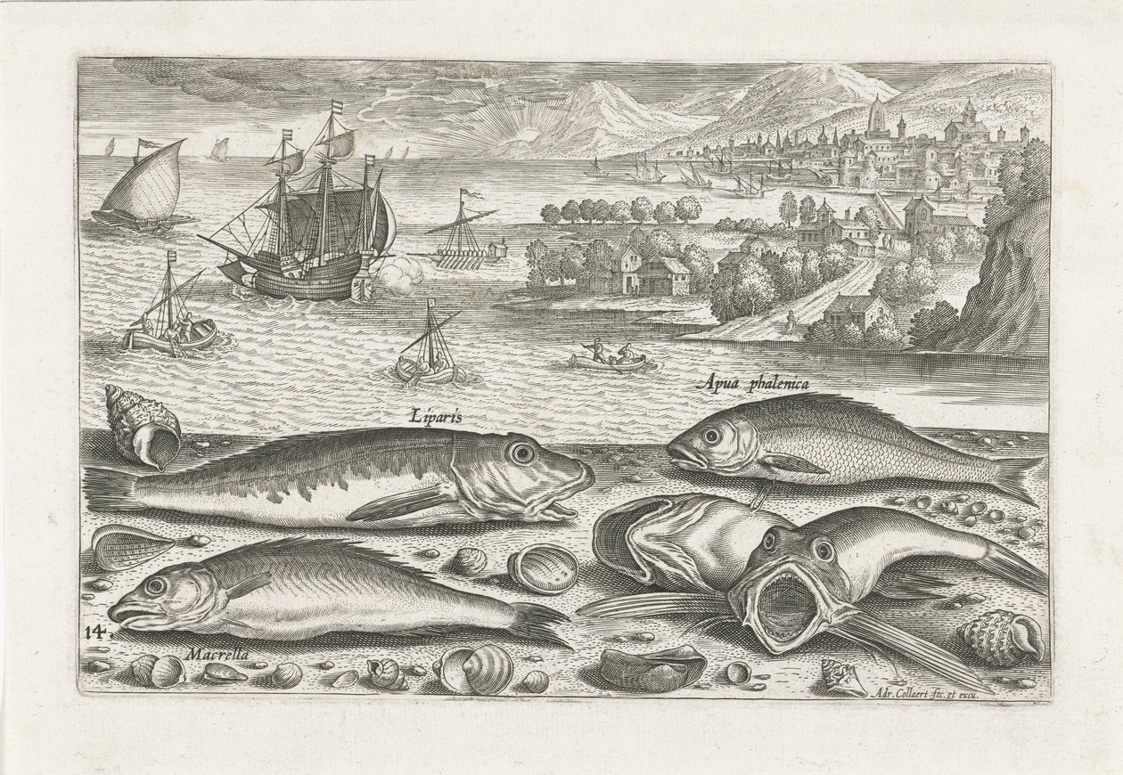 Fem fisk på stranden Fiskeri (serietitel) Piscium vivae-ikoner (serietitel) af Adriaen Collaert