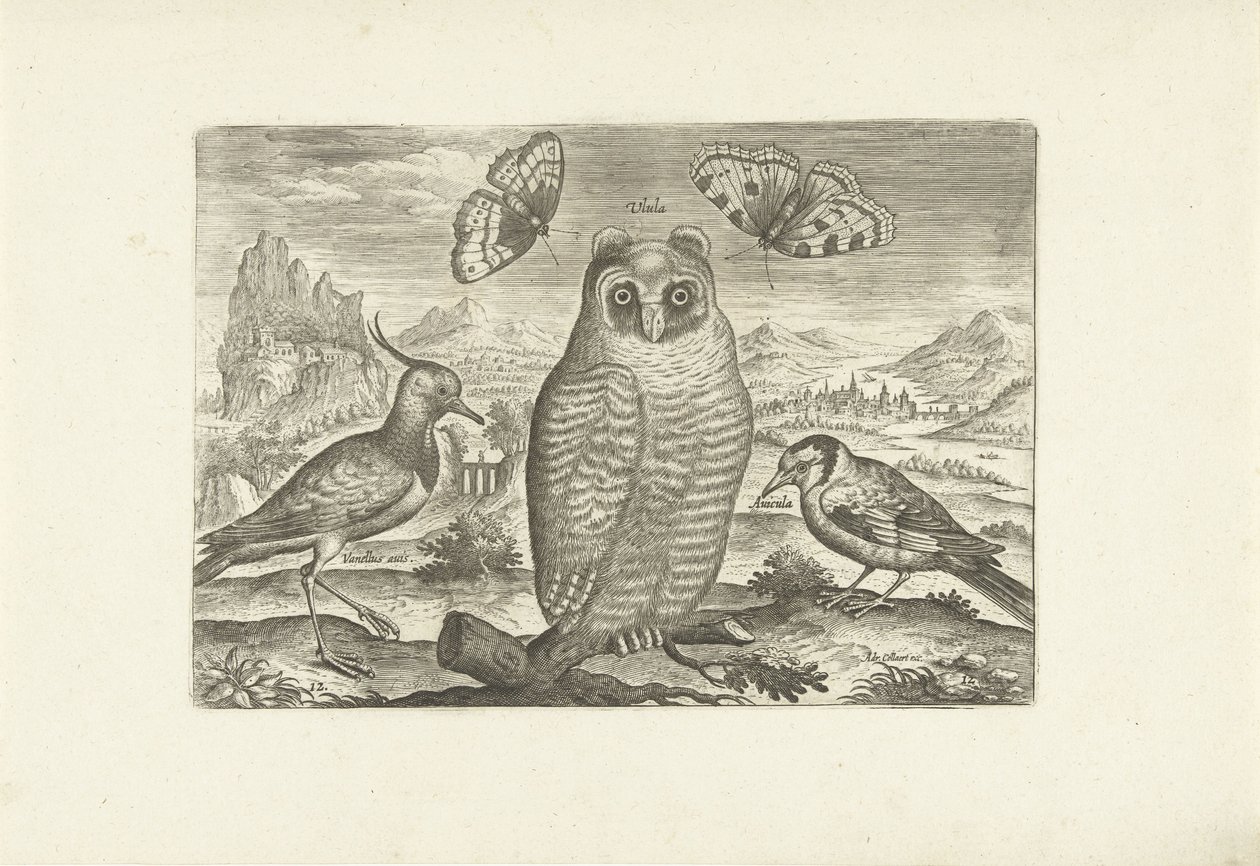 Fugle og sommerfugle i et landskab Fugle (serietitel) Avium vivae (serietitel) af Adriaen Collaert