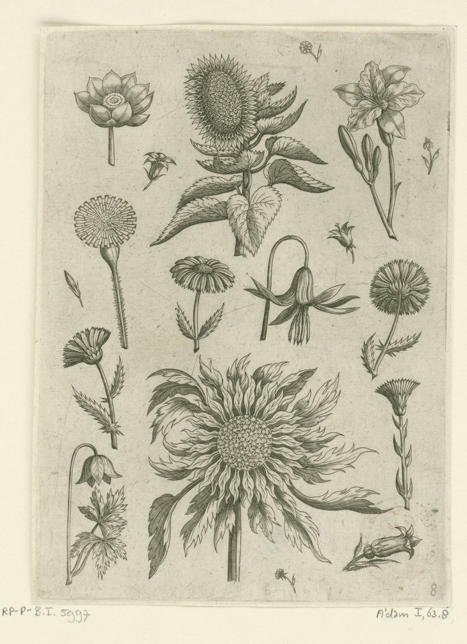 Solsikke og andre blomster. Florilegium (serietitel) af Adriaen Collaert