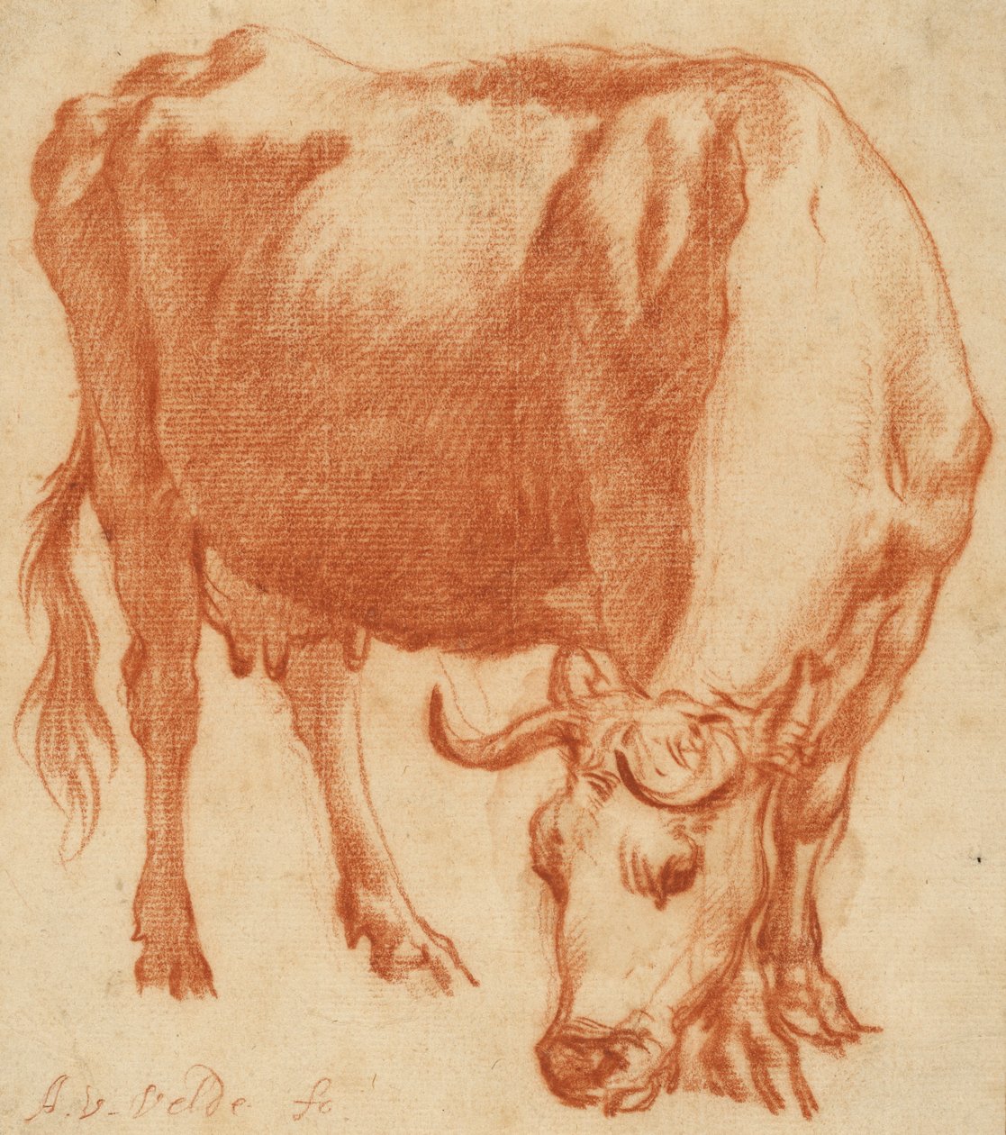 En ko, der græsser, ca. 1663 (rødkridttegning) af Adriaen van de Velde