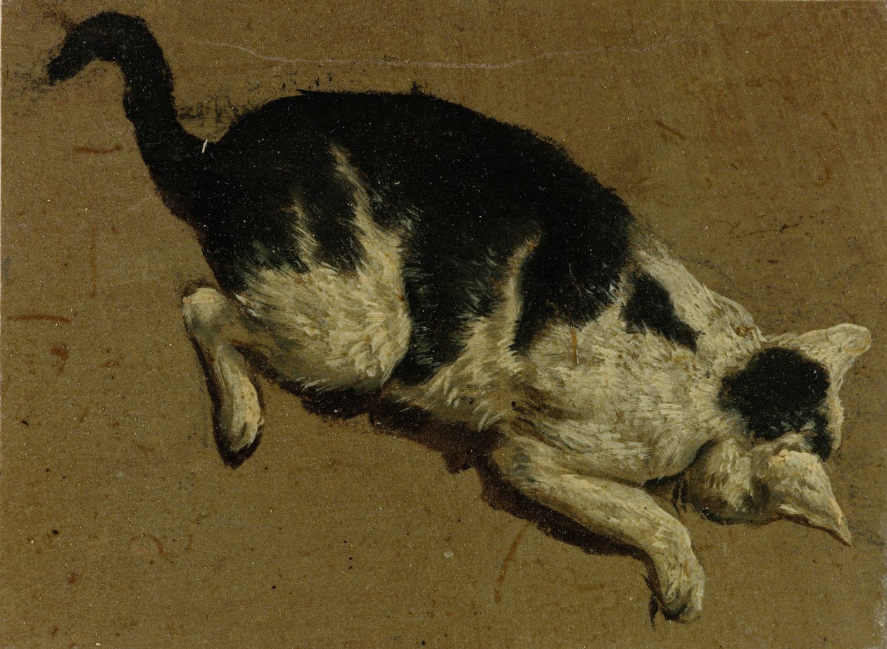 Kat fra oven (penseltegning) af Adriaen van de Velde