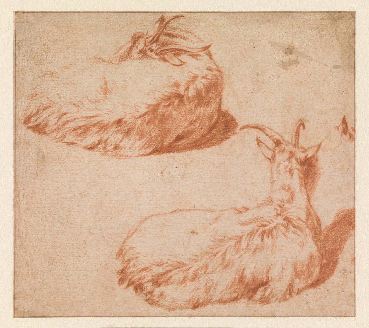 To studier af en liggende ged, set bagfra (verso). Stående ged (modtryk) af Adriaen van de Velde